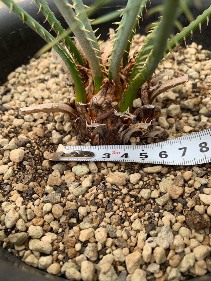 サイカス　カイルンシアナ