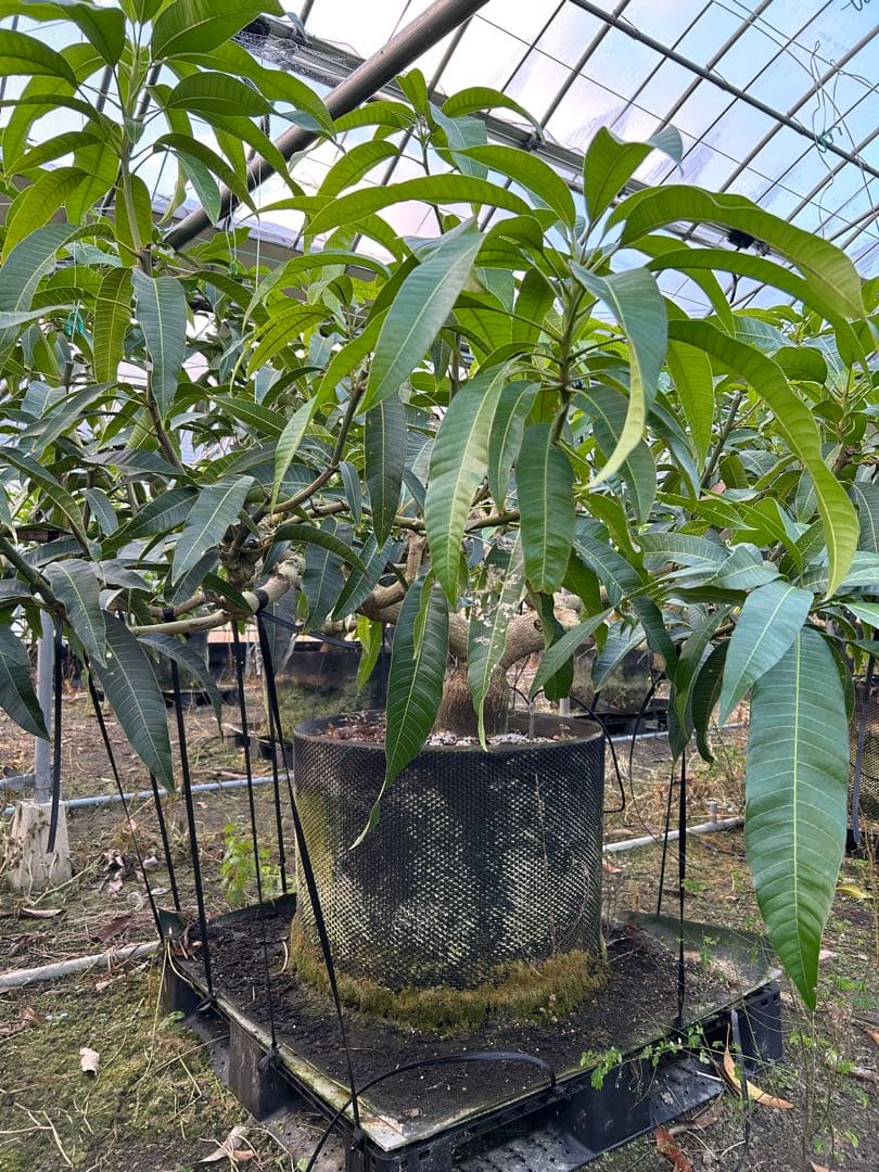 引き取りのみ　マンゴー成木　1株