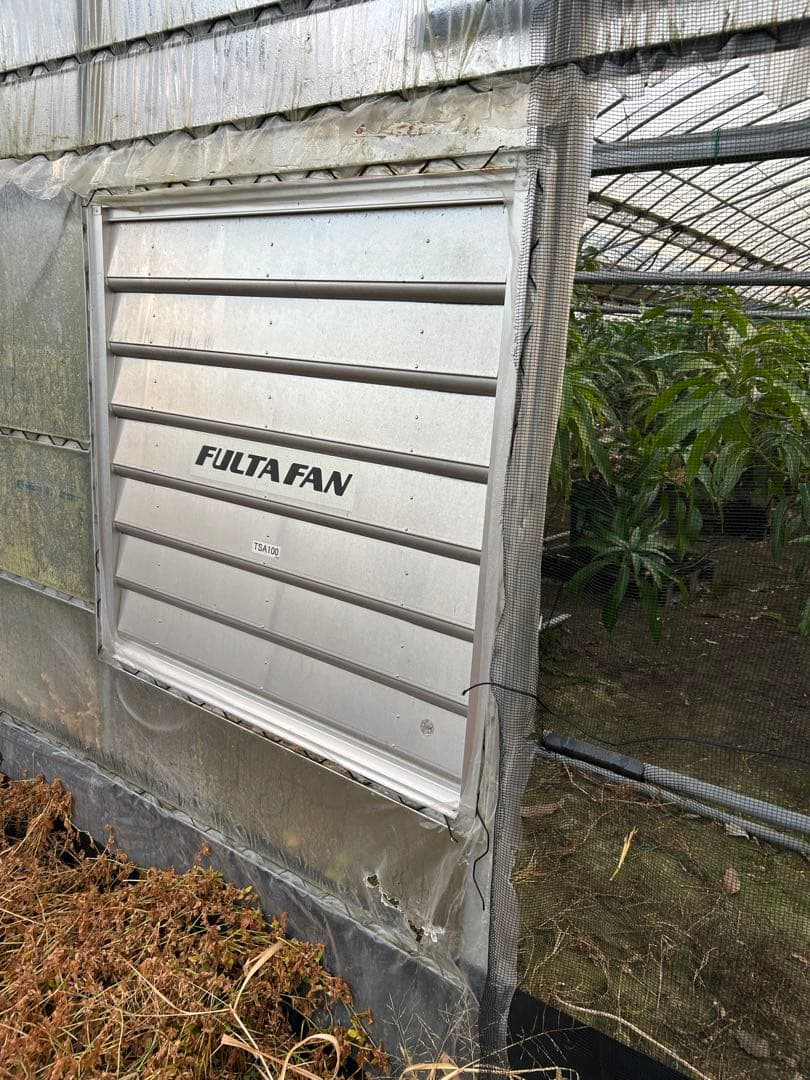 引き取りのみ　マンゴー成木　1株