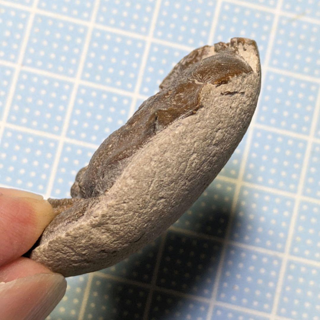 あゆちゃん　中国産カニ化石