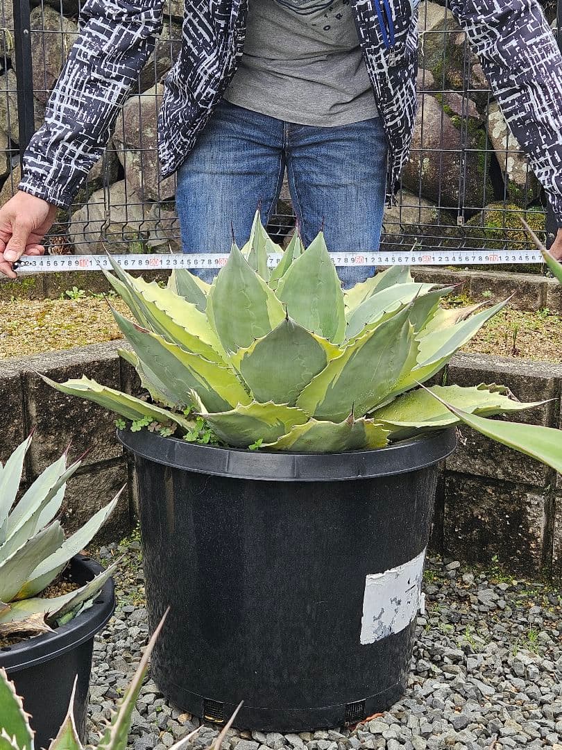 オバティフォリア　オルカ　巨大株