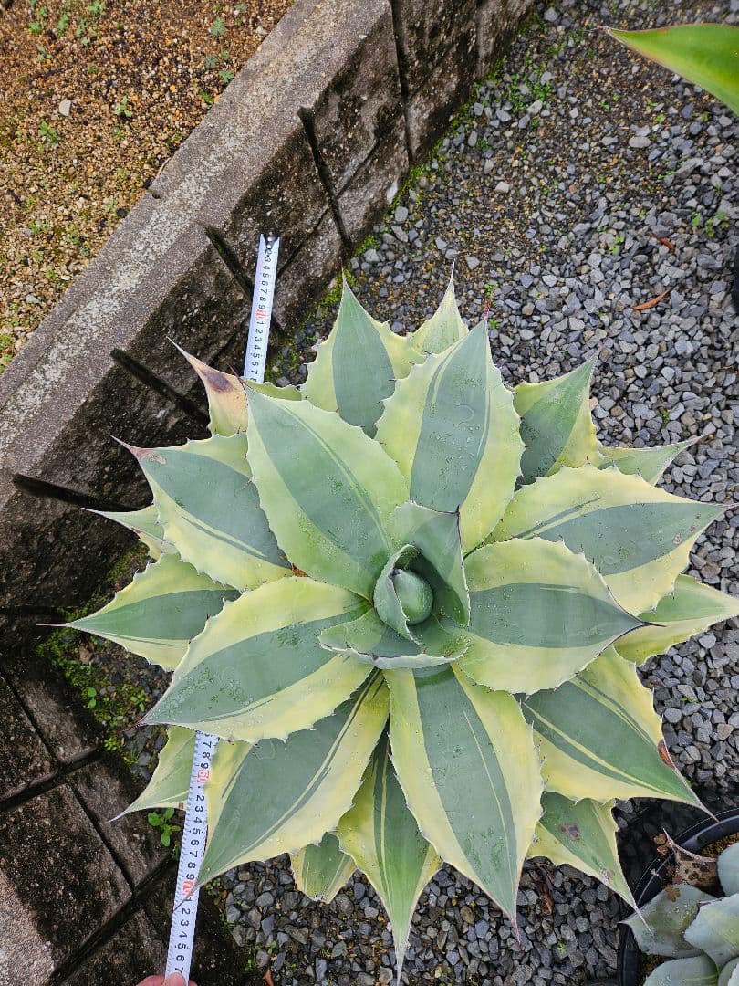 オバティフォリア　オルカ　巨大株