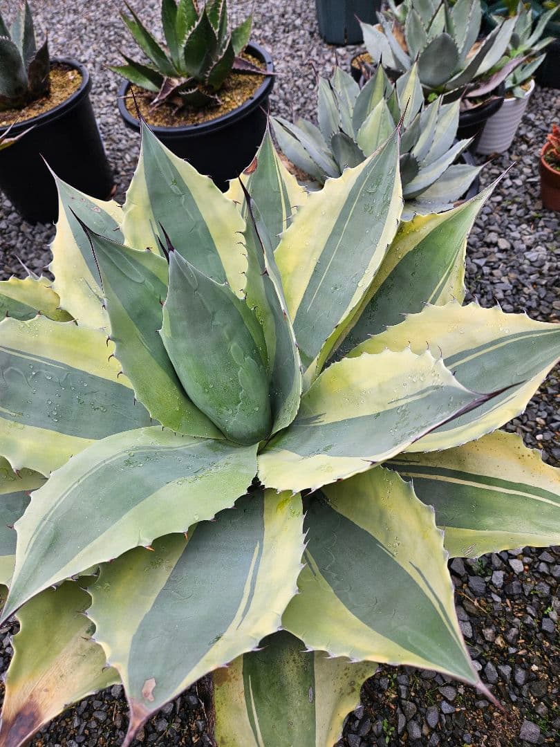 オバティフォリア　オルカ　巨大株