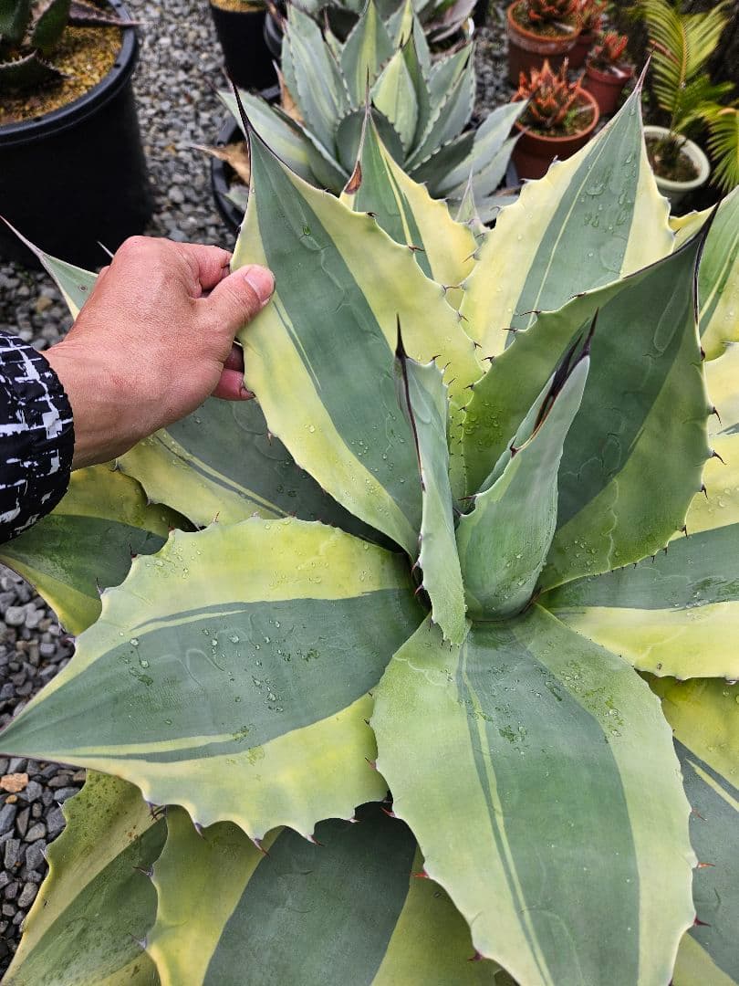 オバティフォリア　オルカ　巨大株