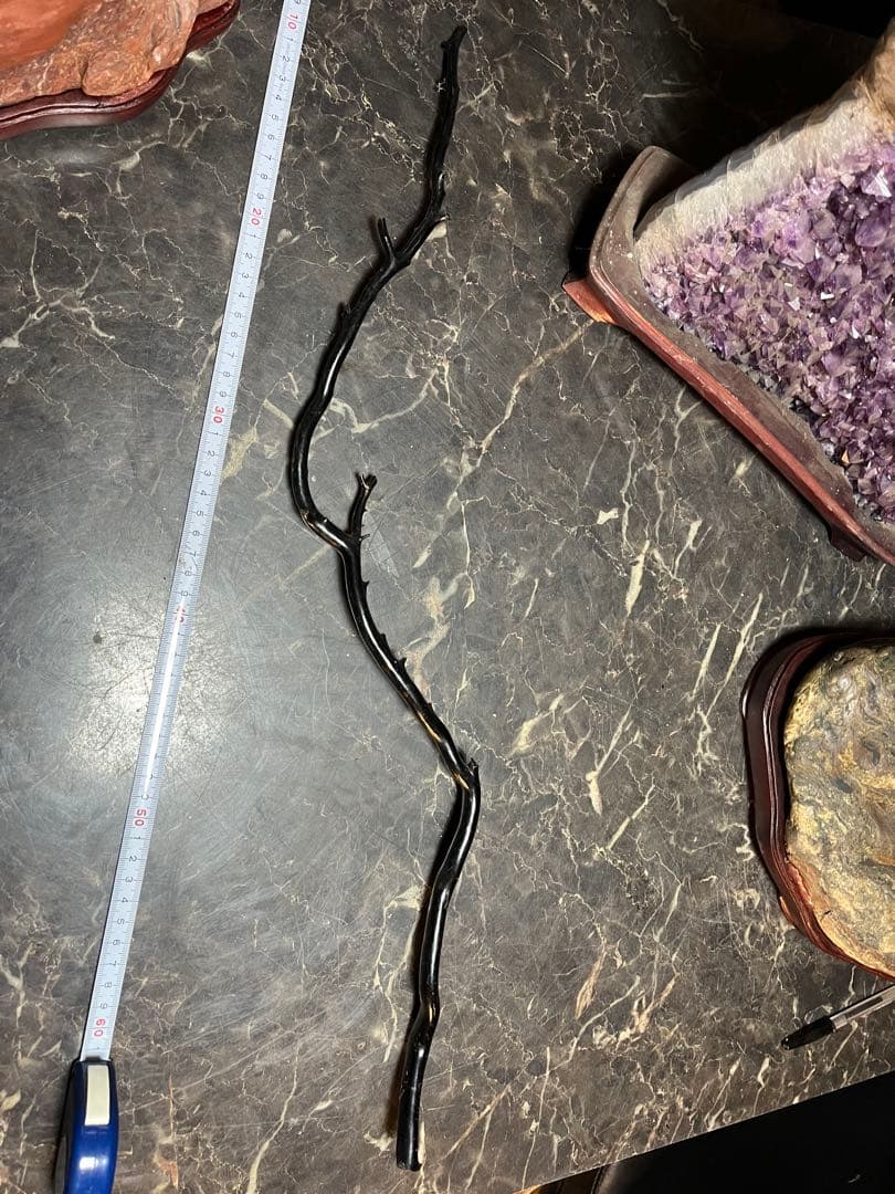 黒松珊瑚、海松、黒海松、深海珊瑚、黒珊瑚、