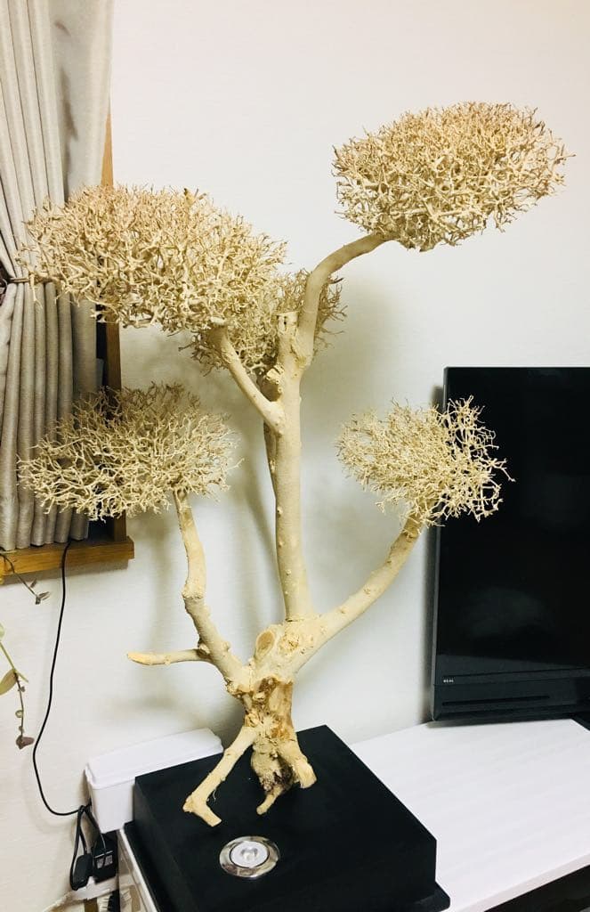 高級 照明器具 インテリア 珍しい 天然古木 一点物 ライトアップ