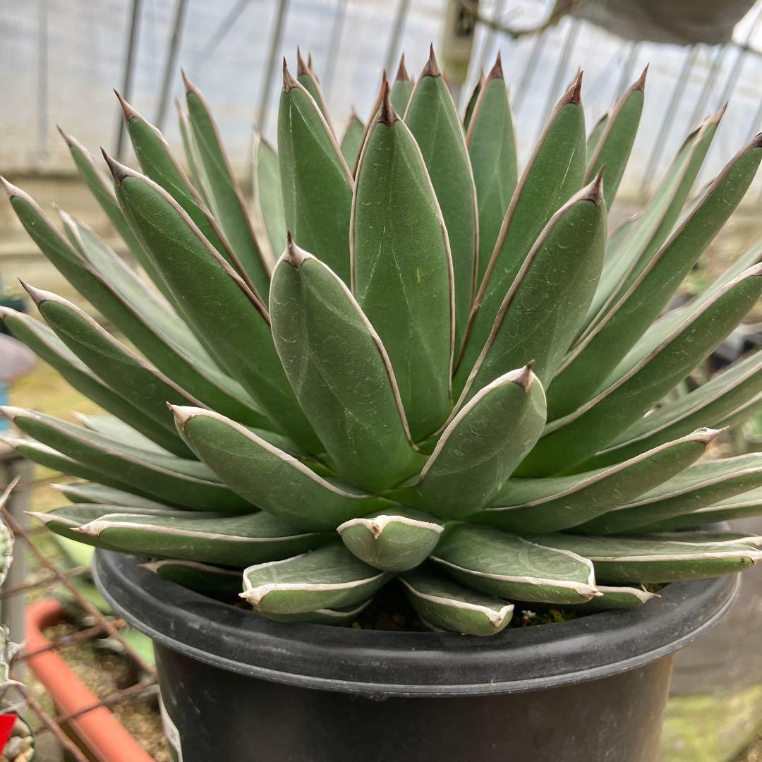 キャス アガベ 雪嶺 笹の雪B型セット