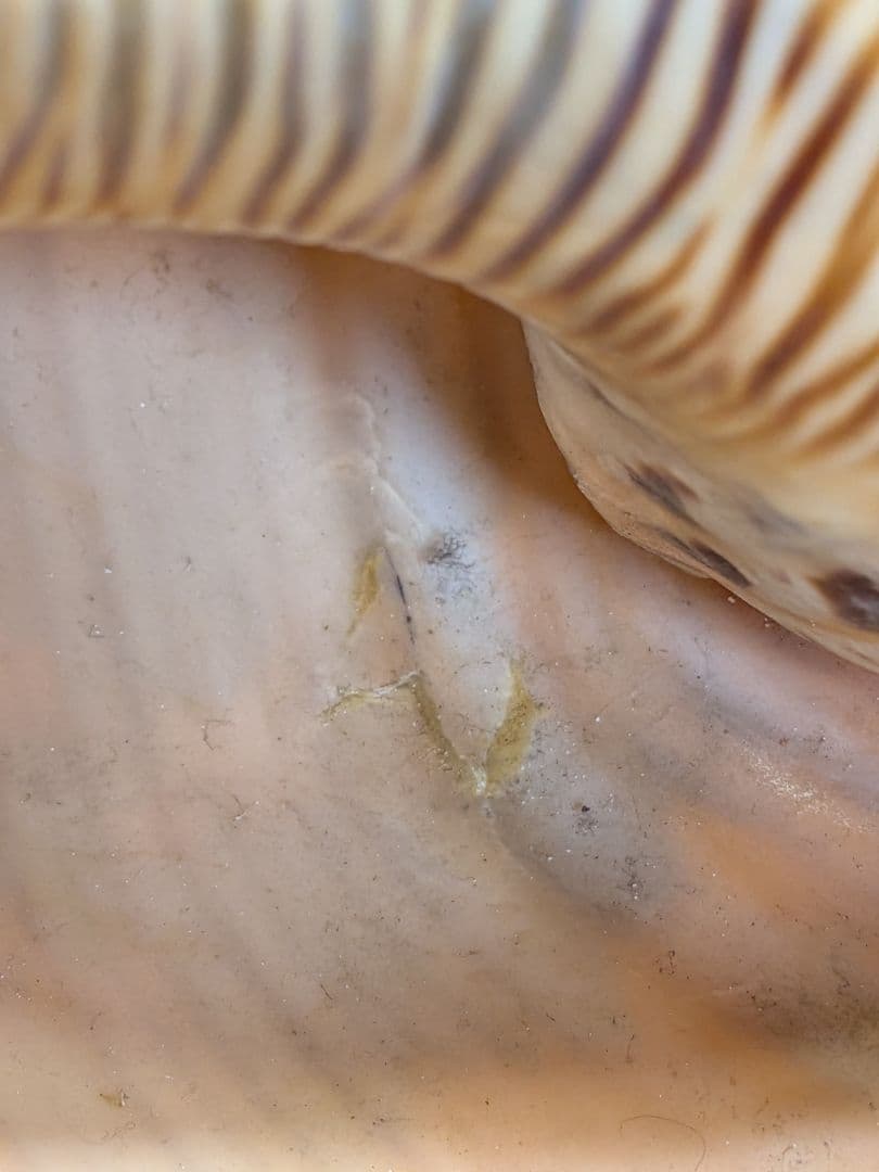 法螺貝　ホラ貝　山伏必需品