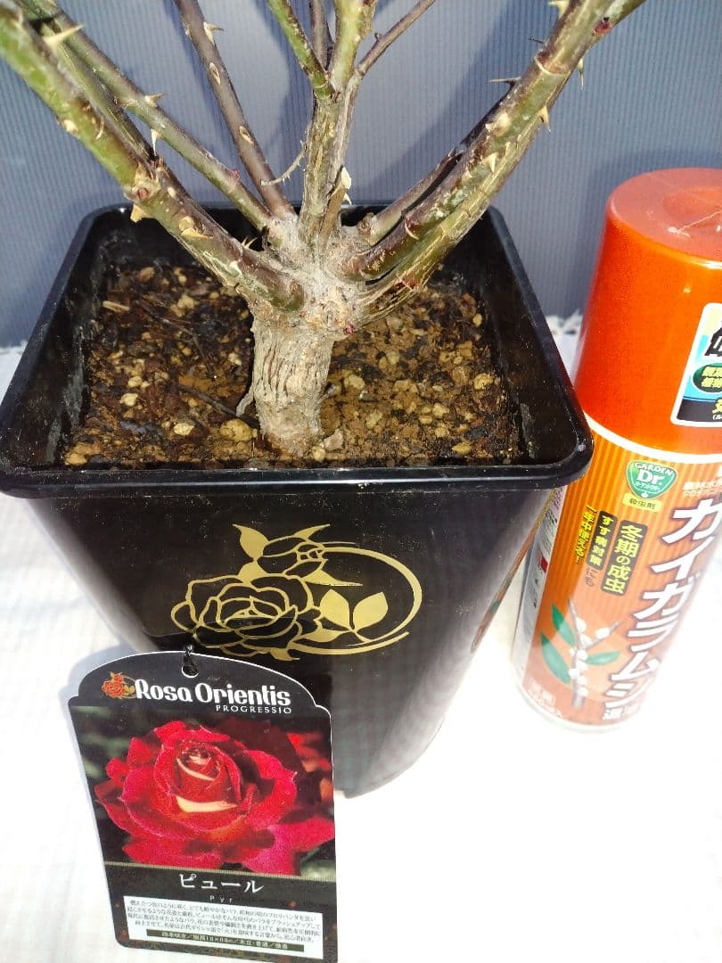 Rosa Orientis ピュールバラ苗