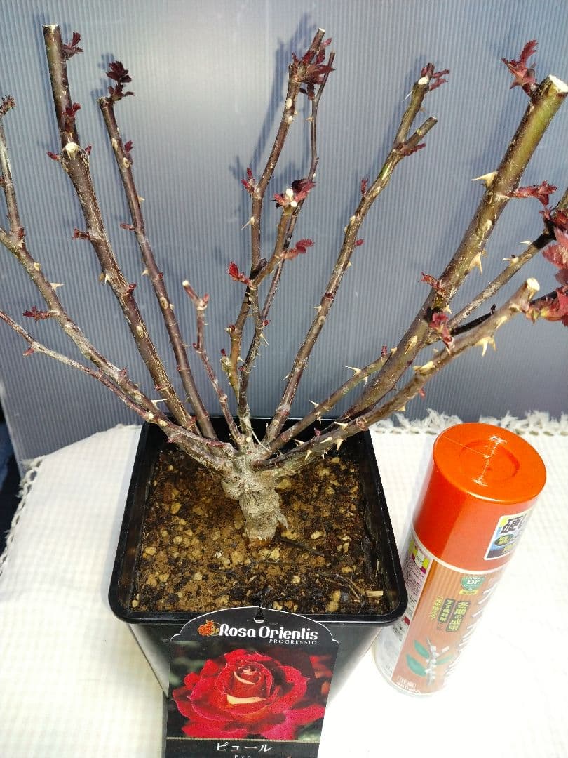 Rosa Orientis ピュールバラ苗