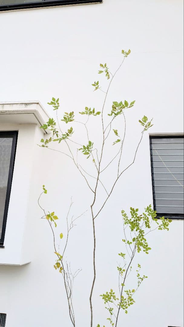 極上。特大。山採りアオダモ。