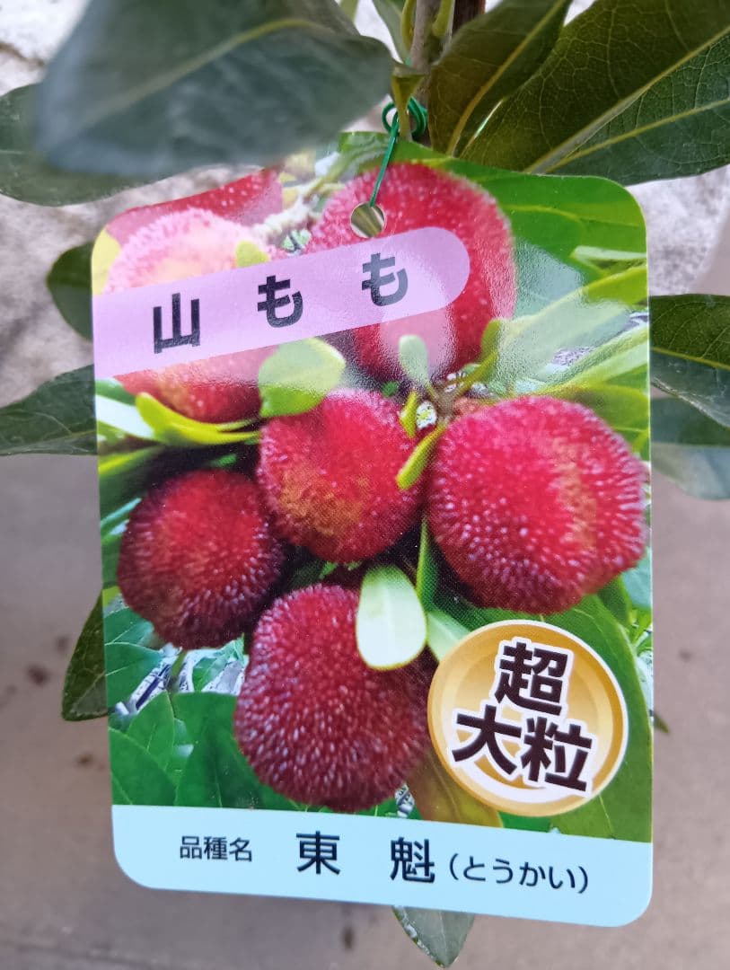 山桃果樹苗木接木　ヤマモモ　東魁メス苗3本セット