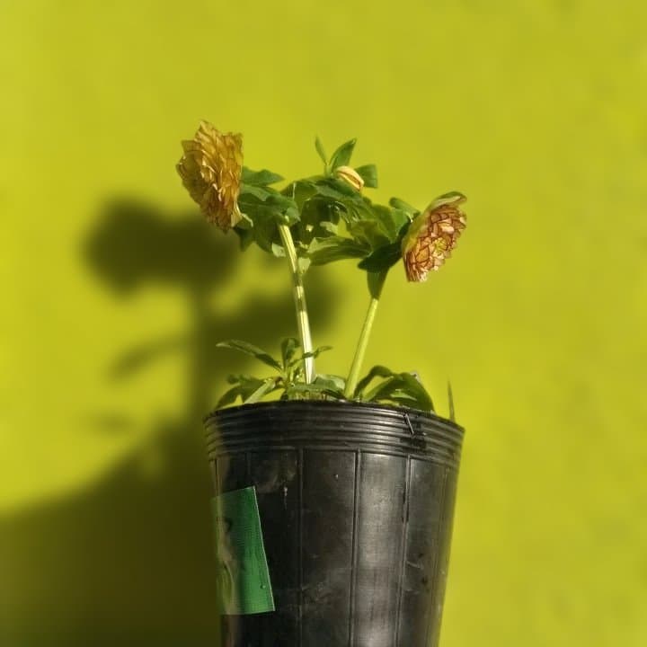 加藤農園。クリーム色と紫の縁取りの花アフロディーテ多弁系No13八重咲き。