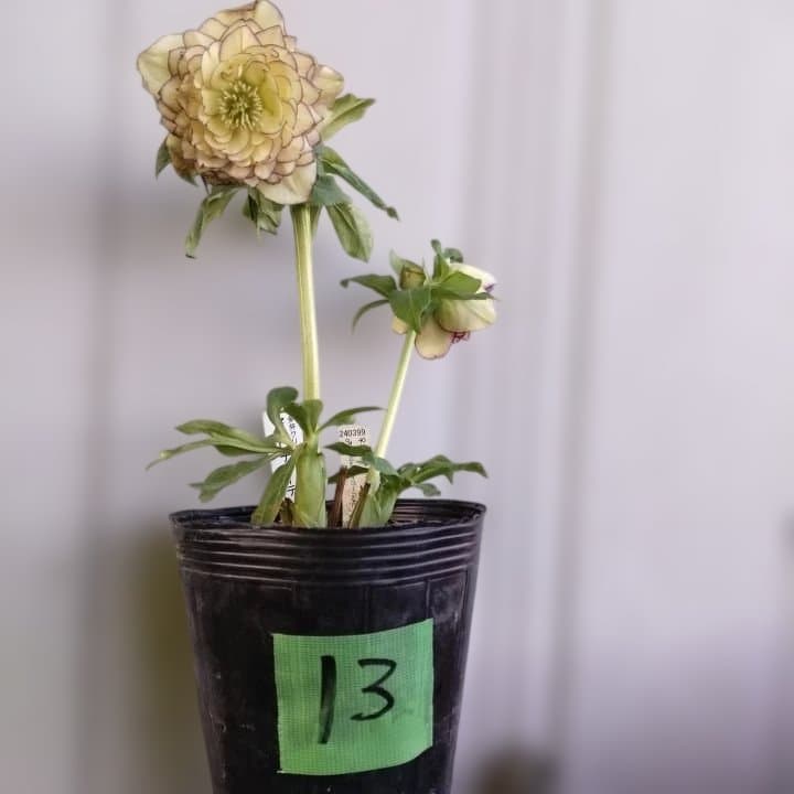 加藤農園。クリーム色と紫の縁取りの花アフロディーテ多弁系No13八重咲き。