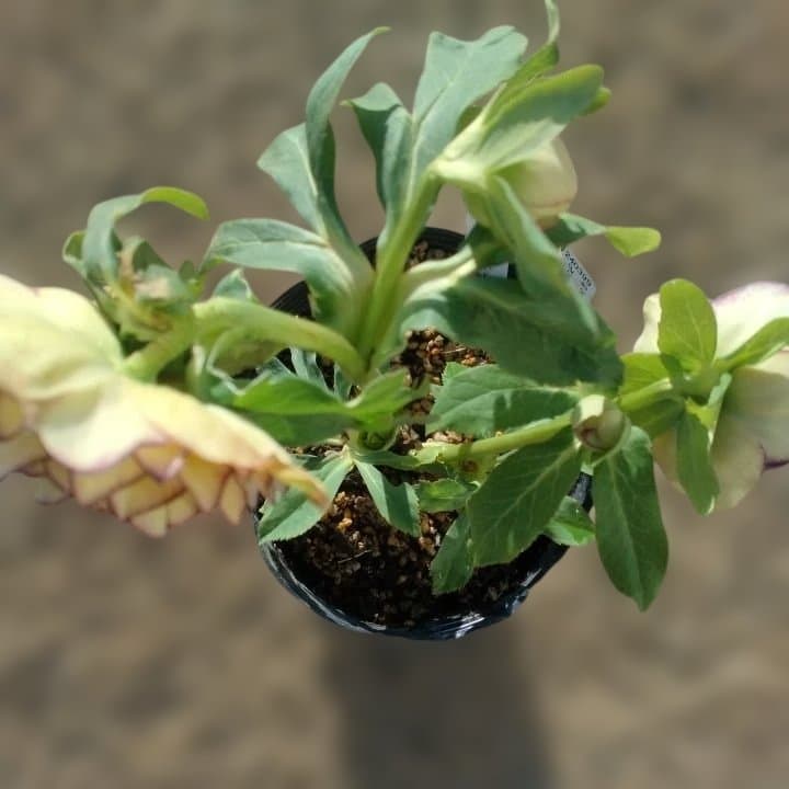 加藤農園。クリーム色と紫の縁取りの花アフロディーテ多弁系No13八重咲き。