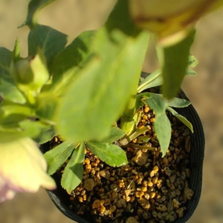 加藤農園。クリーム色と紫の縁取りの花アフロディーテ多弁系No13八重咲き。