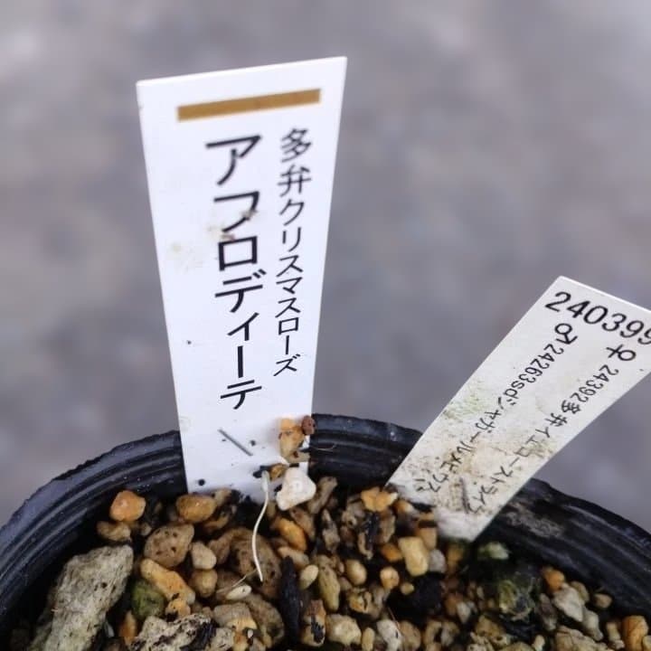 加藤農園。クリーム色と紫の縁取りの花アフロディーテ多弁系No13八重咲き。