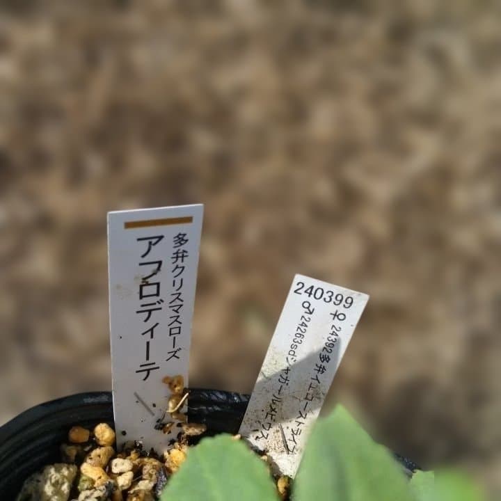 加藤農園。クリーム色と紫の縁取りの花アフロディーテ多弁系No13八重咲き。