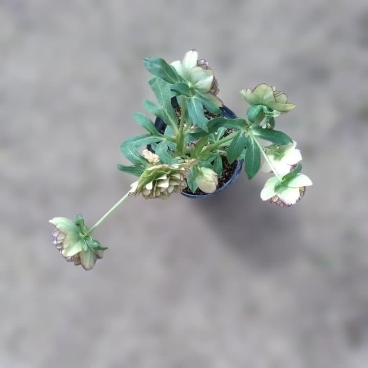 加藤農園。クリーム色と紫の縁取りの花アフロディーテ多弁系No13八重咲き。