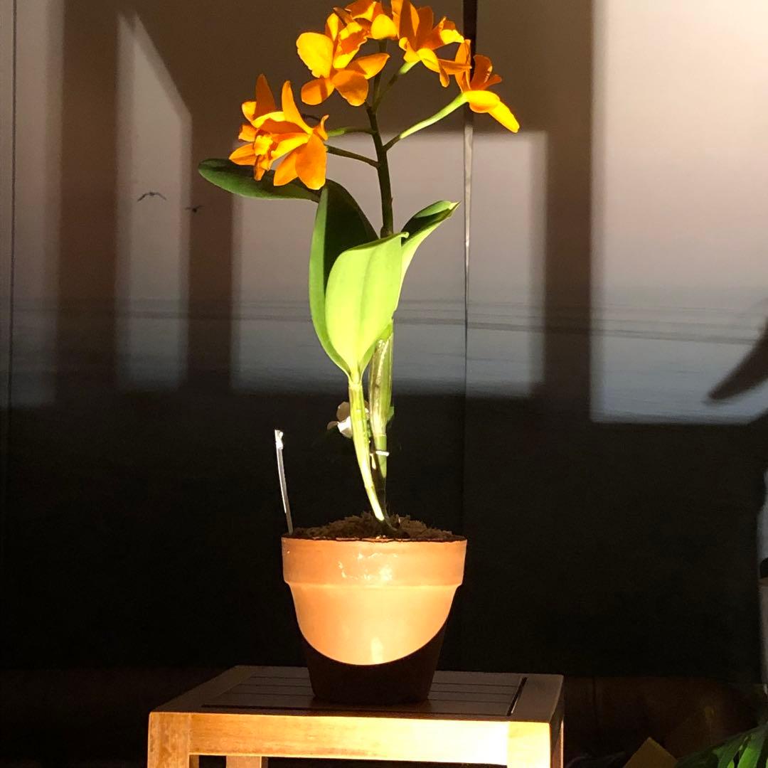 カトレア　オレンジナゲット‘Orange Queen’（花は終わりました）