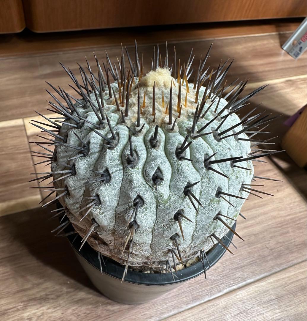 たかちゃん コピアポア　コルムナアルバ　弧竜丸　発根済み