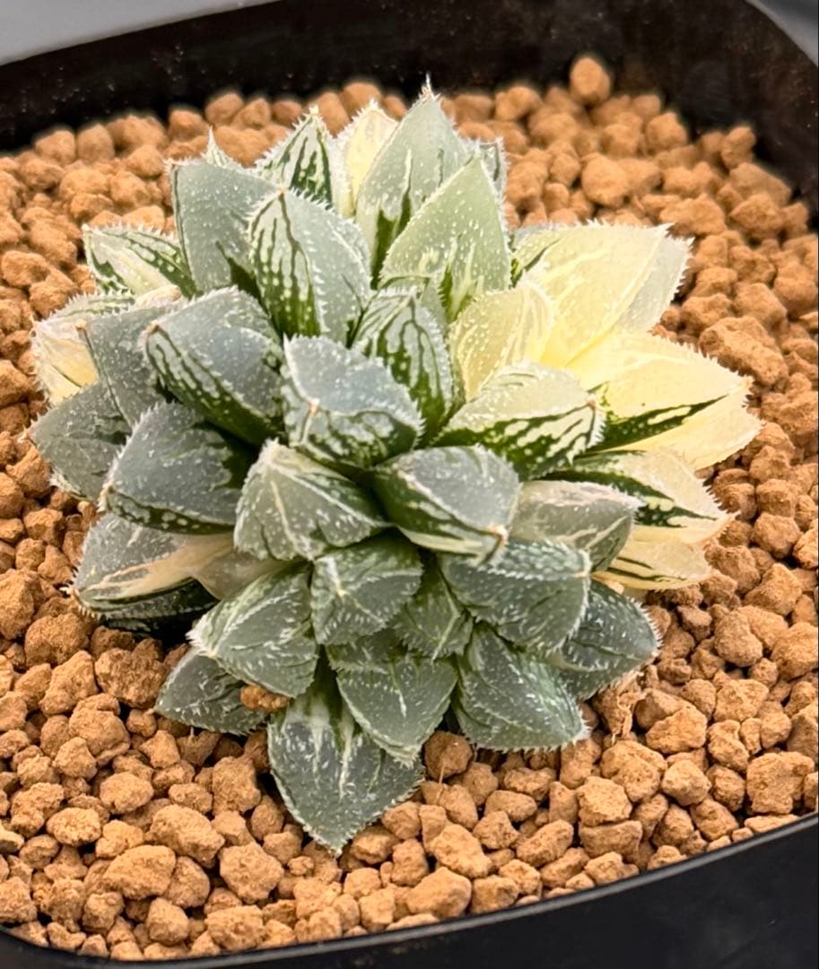 ハオルチア　新氷砂糖錦　極上株　絶品