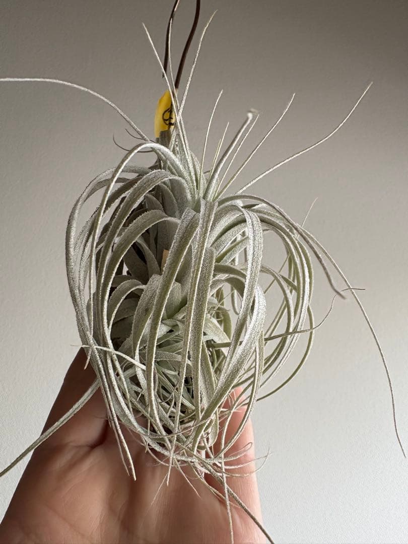 チランジア チャペウエンシス 流木着生 エアープランツ