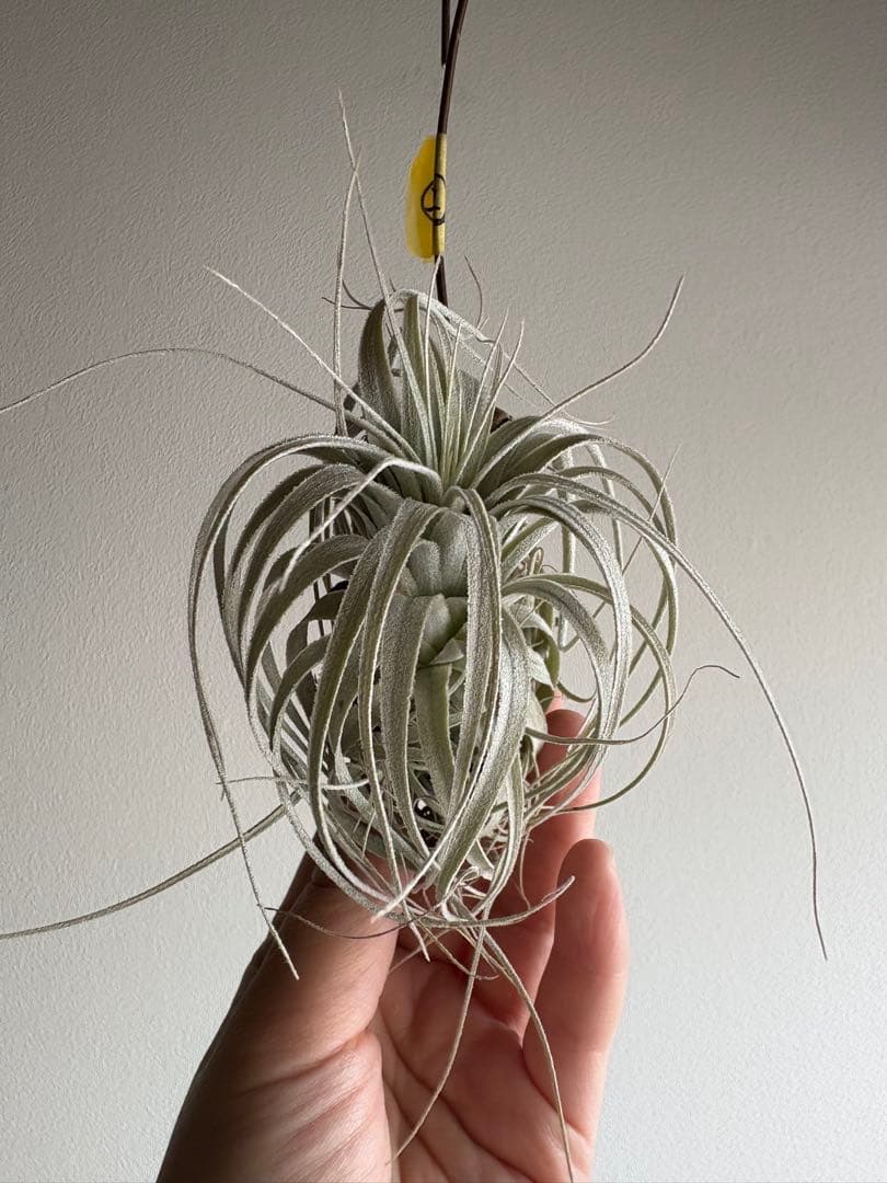 チランジア チャペウエンシス 流木着生 エアープランツ