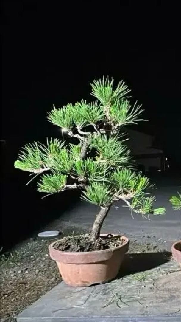 黒松盆栽　模様木　展示レベル