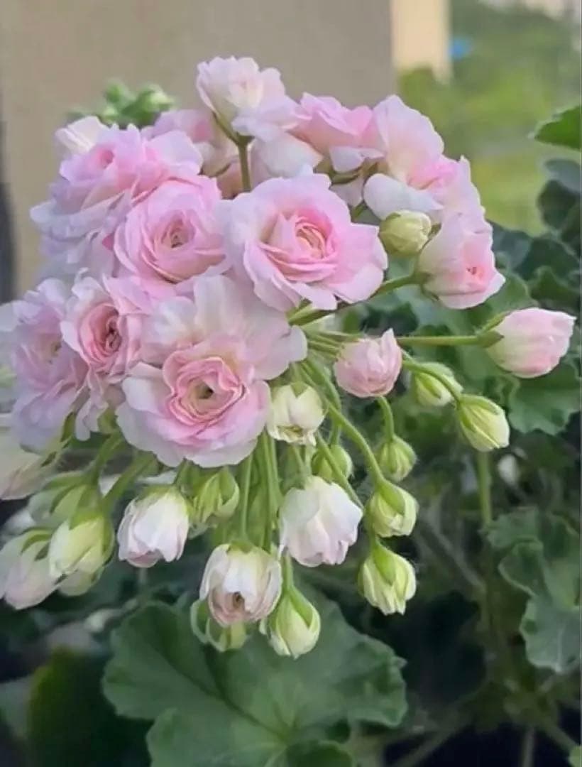 珍しいゼラニウム新苗