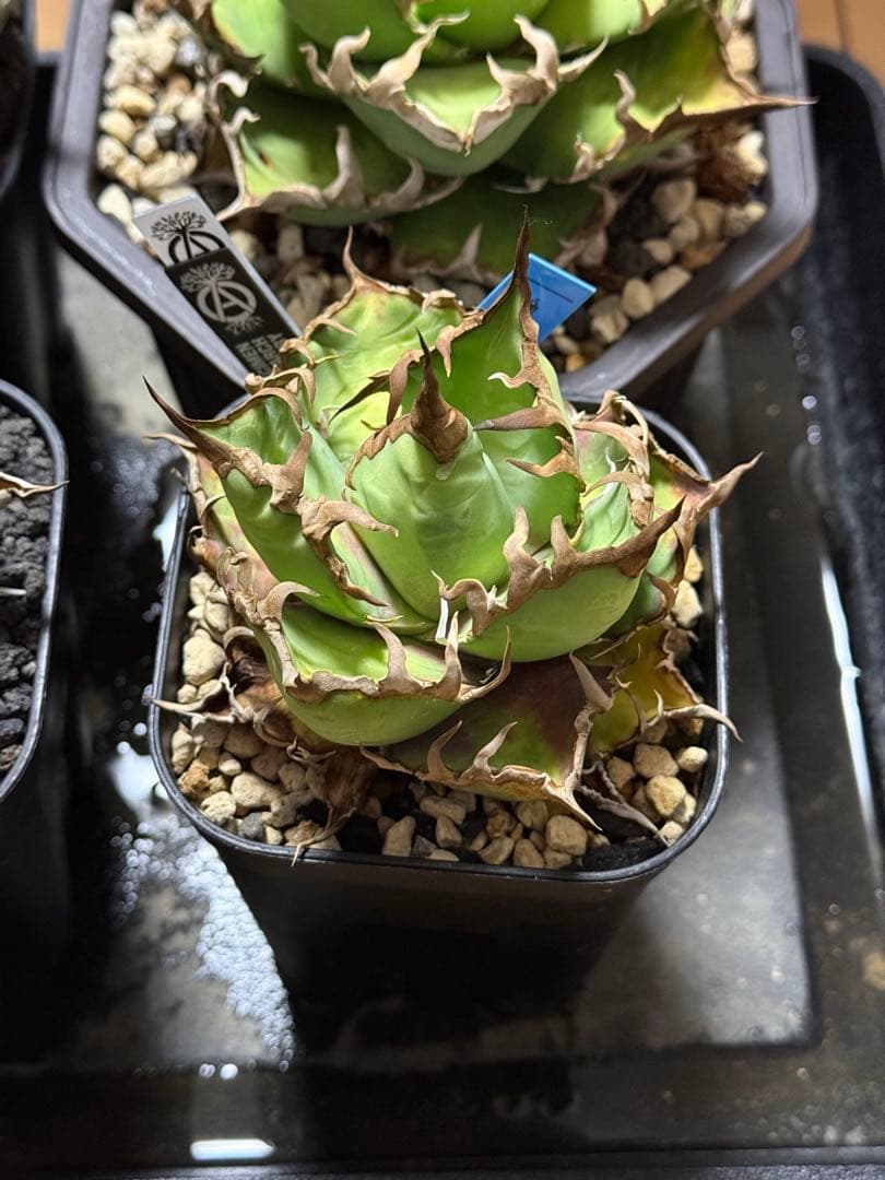 アガベ　チタノタ　シーザー　4株セット　発根済み　中株　大株