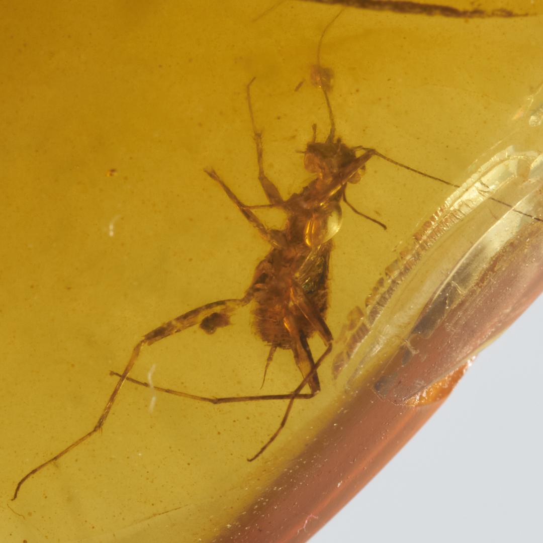 レア極上品 PA0051虫入り琥珀化石　ミャンマーカムティかタナイ9900万年前