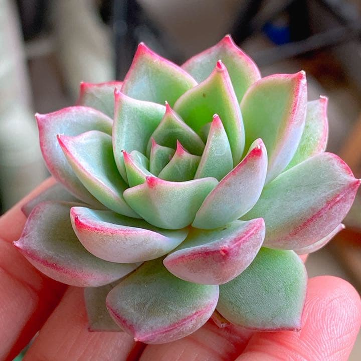 ショリン　ラスト