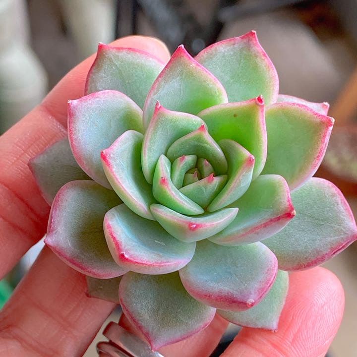 ショリン　ラスト