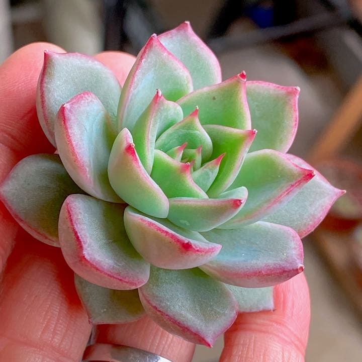 ショリン　ラスト