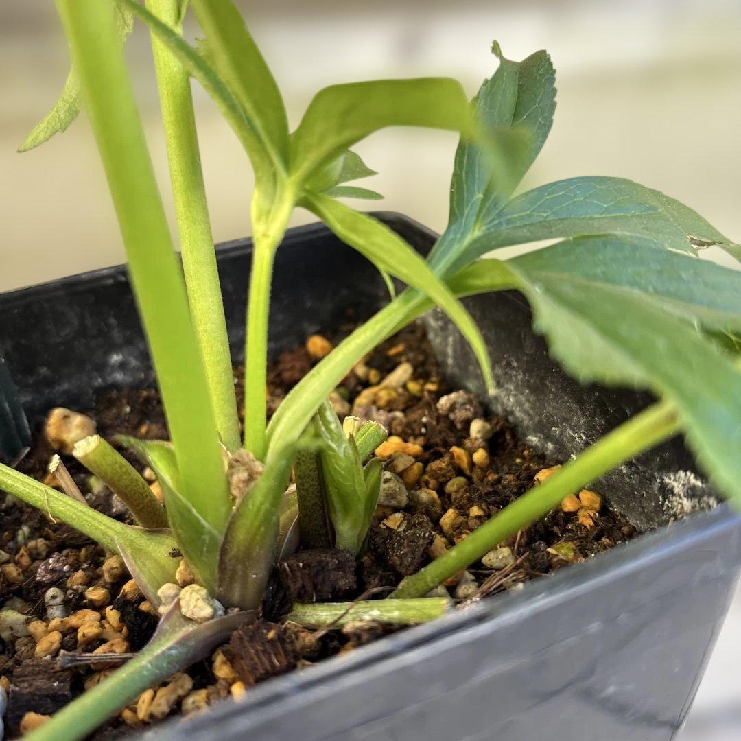 ウインターシンフォニー　小輪グリーンバイカラーDDクリスマスローズ　開花株