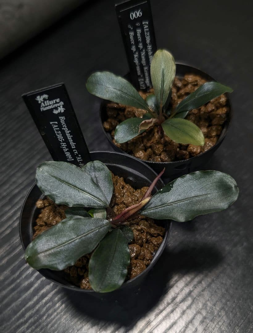 【実生ブセ】AL-hyb セット販売