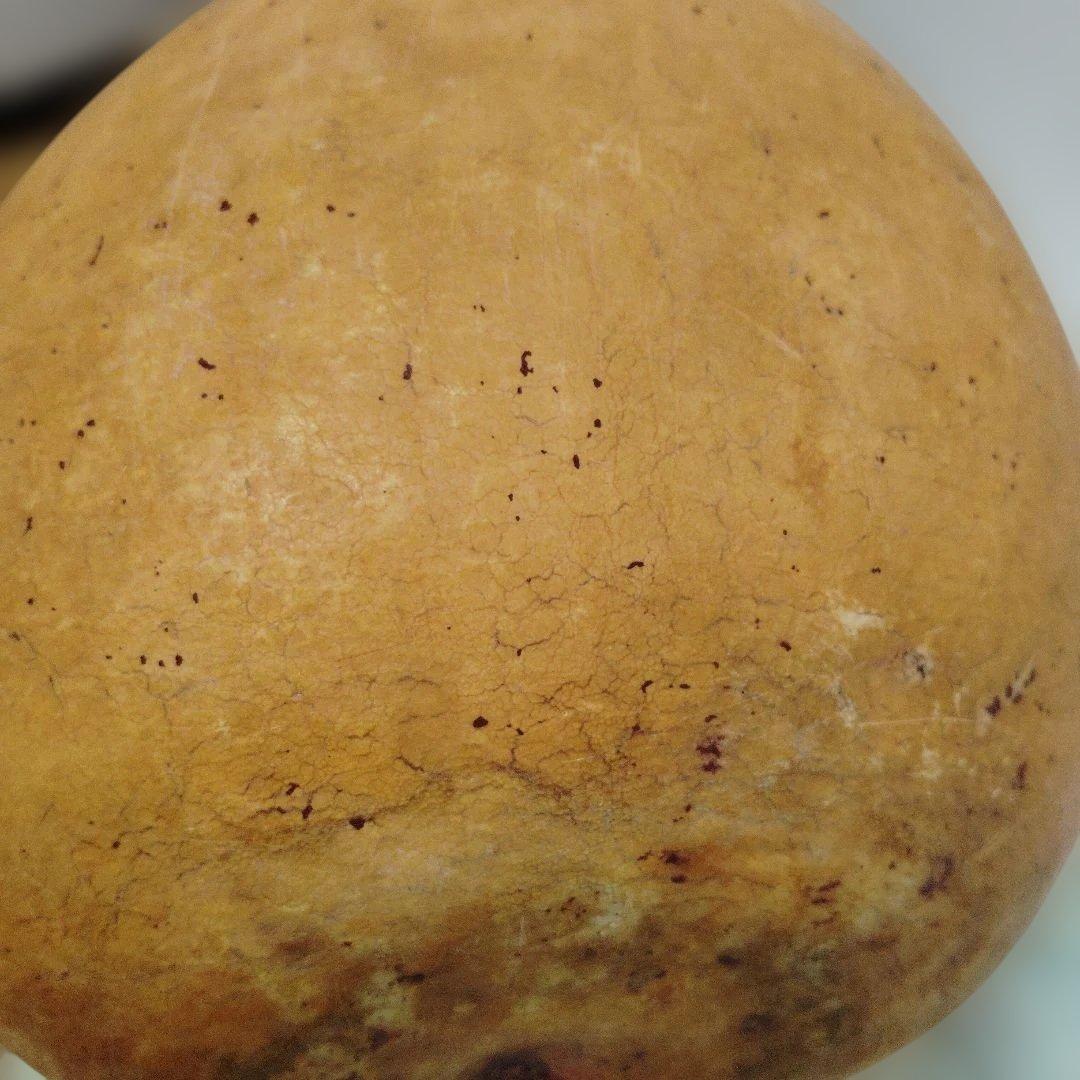 自立・イプヘケ高さ約50センチ①