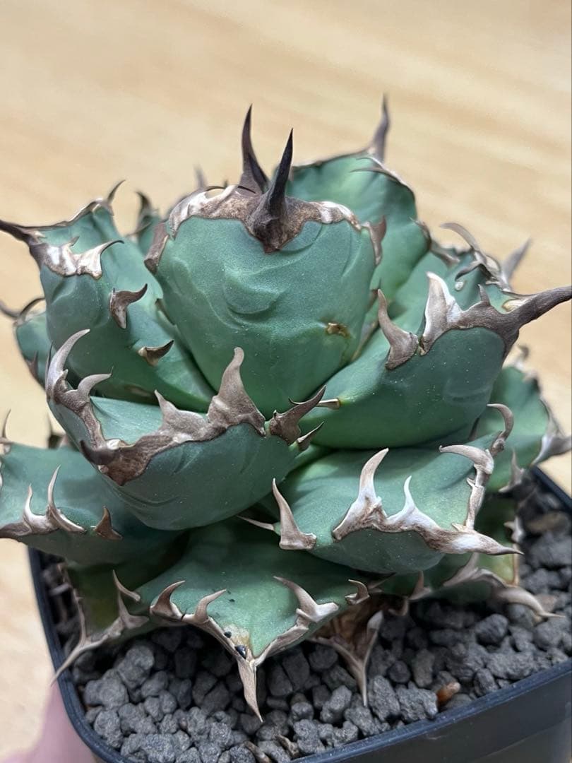 アガベ　チタノタ　姫厳龍　親株サイズ
