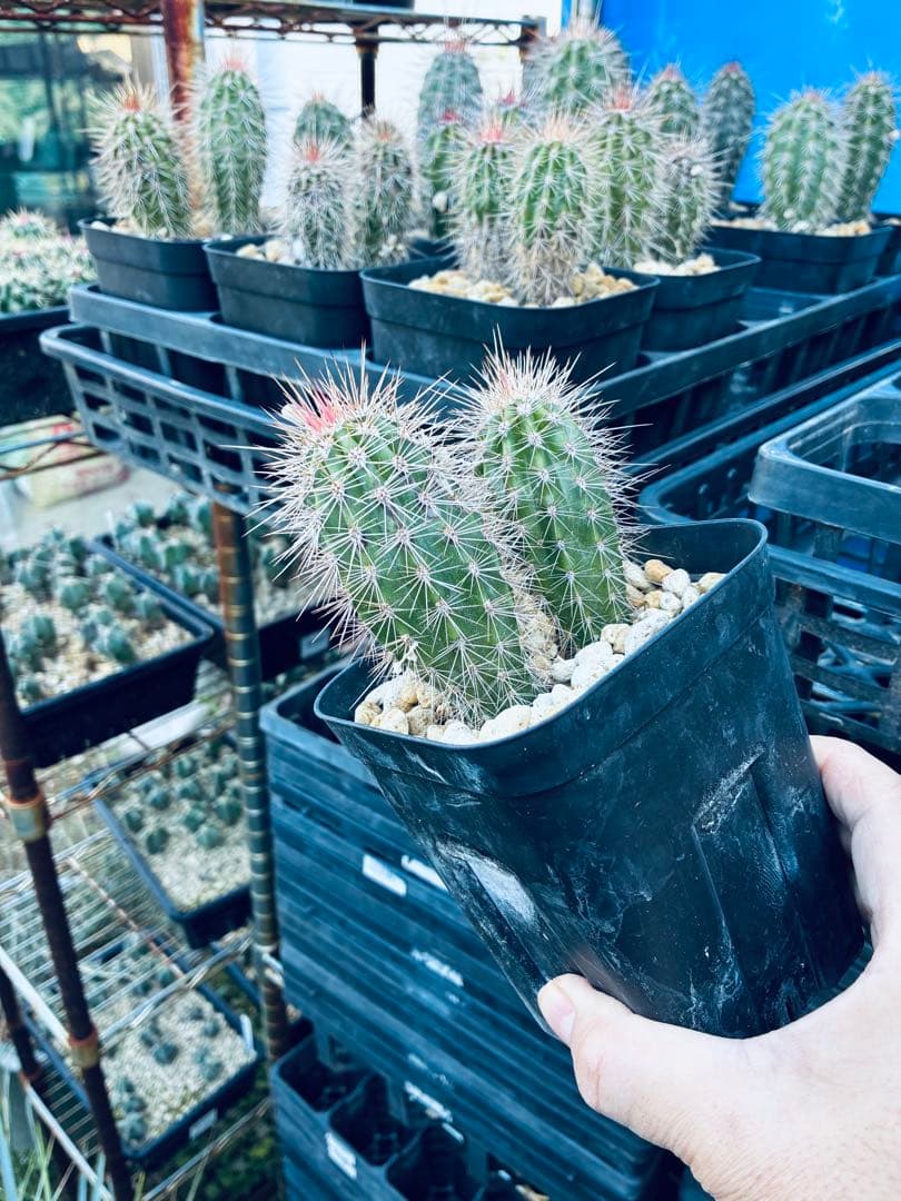 武倫柱　ブリンチュウ　10苗　抜き苗