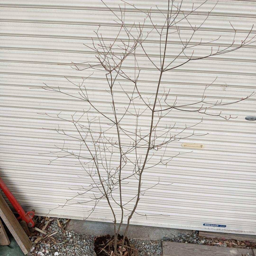 アブラツツジ　3本立ち　山採り