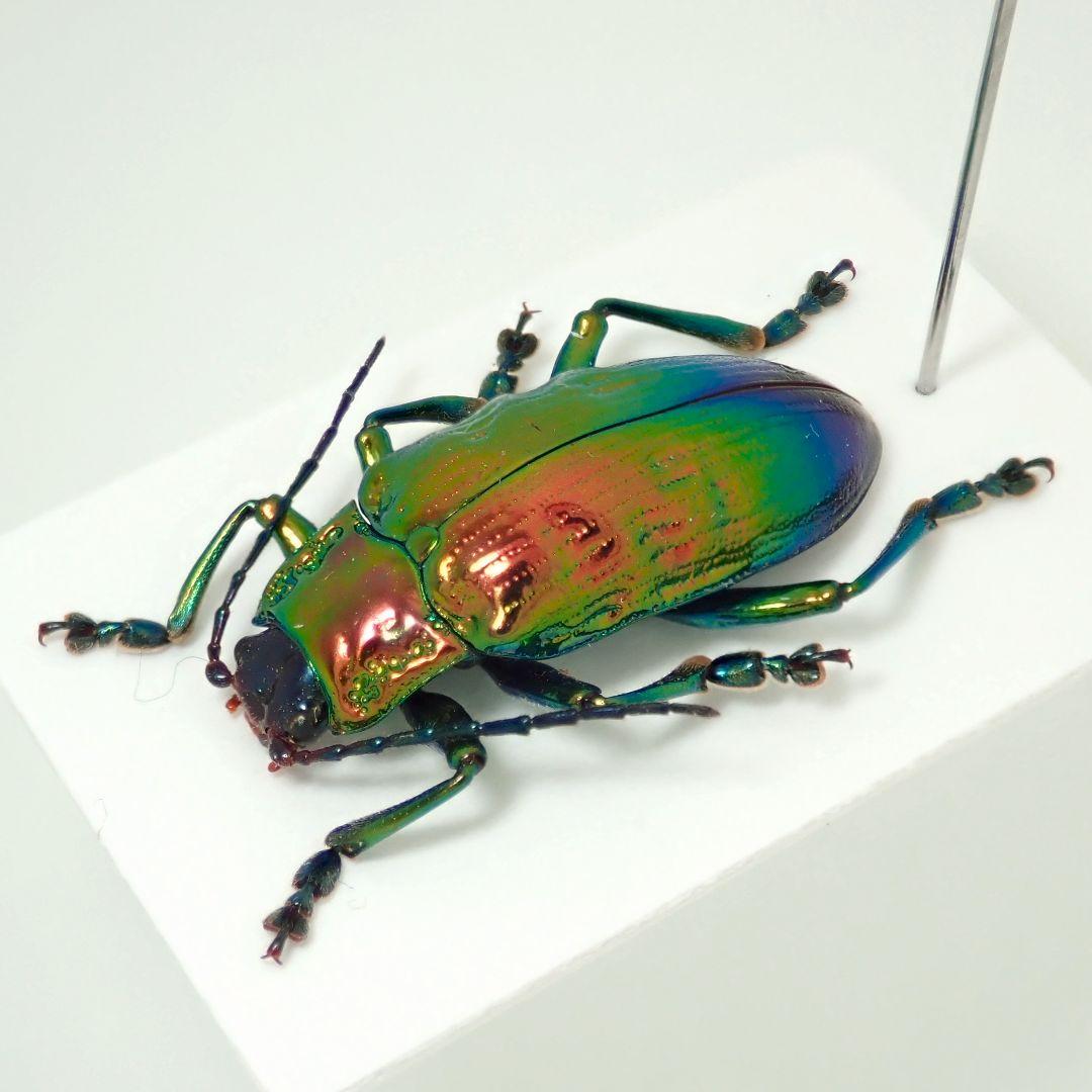 コエポン　2点セット