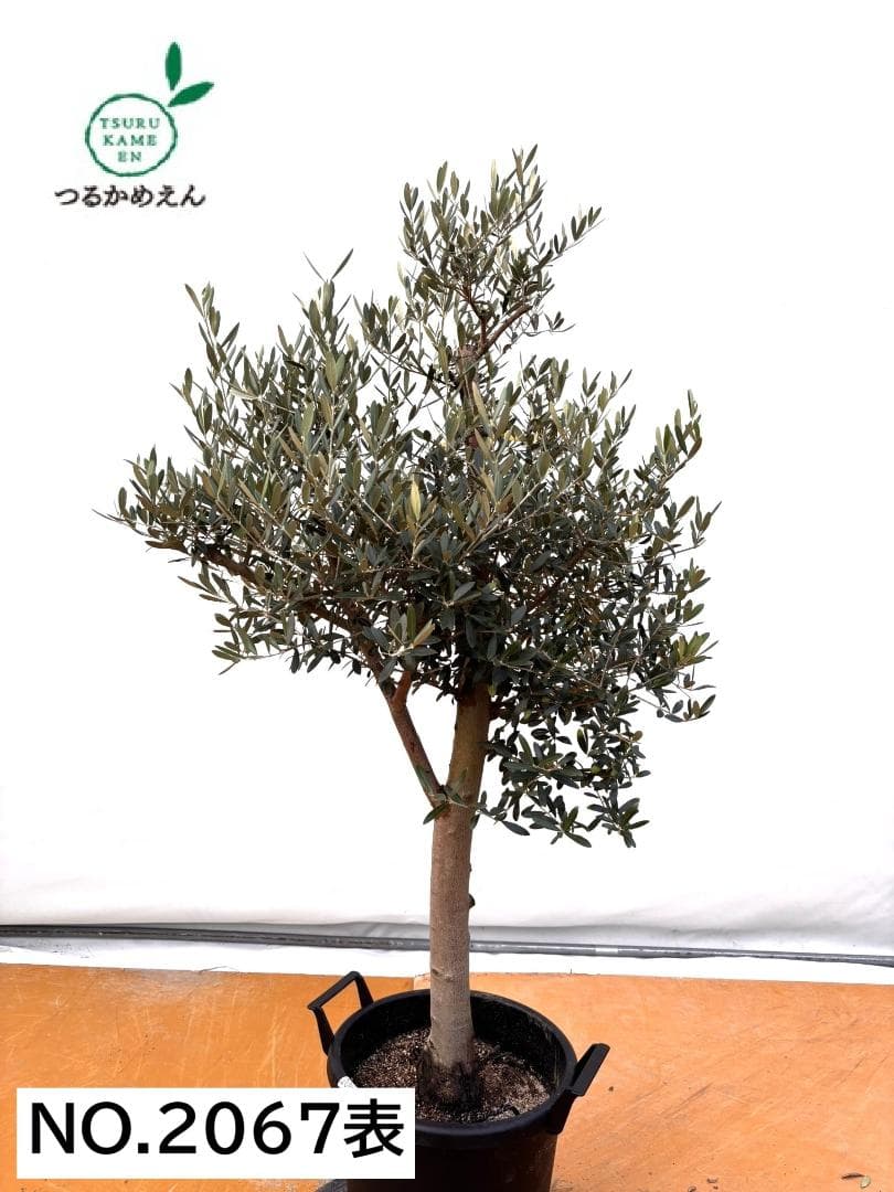 オリーブの木　ネバディロブランコ　約150cm　NO.2067　大型　人気　現品