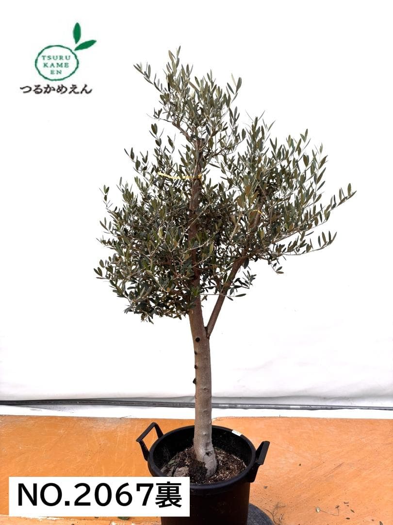 オリーブの木　ネバディロブランコ　約150cm　NO.2067　大型　人気　現品