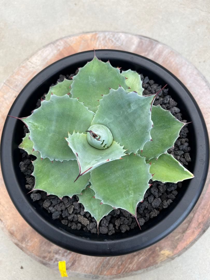 アガベ　オバティフォリアドワーフ  ワイドリーフ　US輸入　発根済み　鉢ごと発送