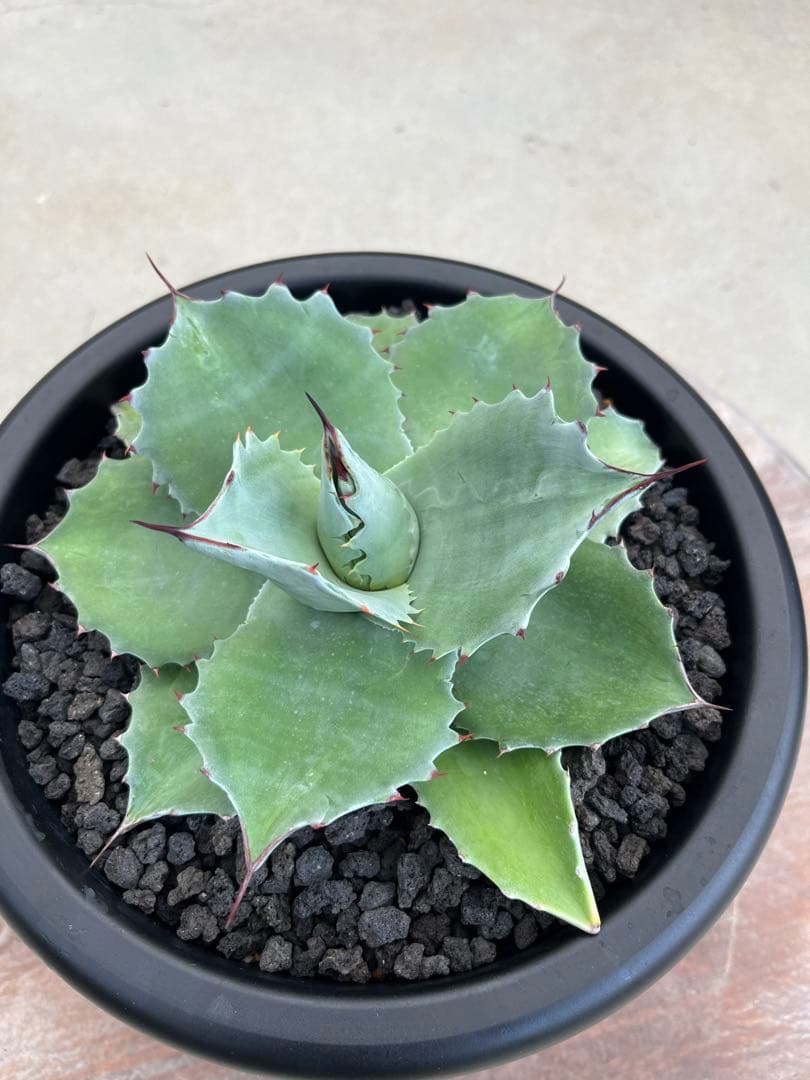 アガベ　オバティフォリアドワーフ  ワイドリーフ　US輸入　発根済み　鉢ごと発送