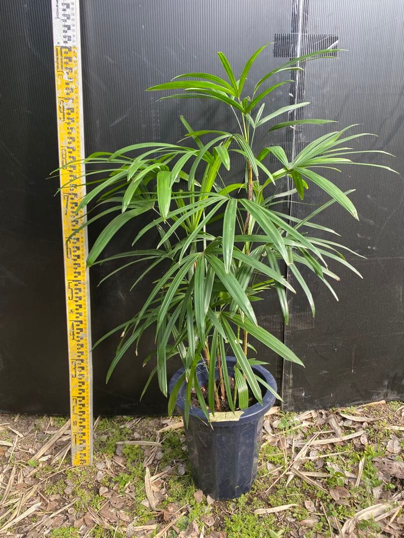 シュロチク　棕櫚竹　8号鉢　1 観葉植物