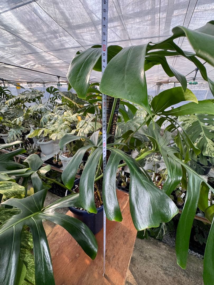 モンステラ　オリジナル　ブラジリアンフォーム　巨大株