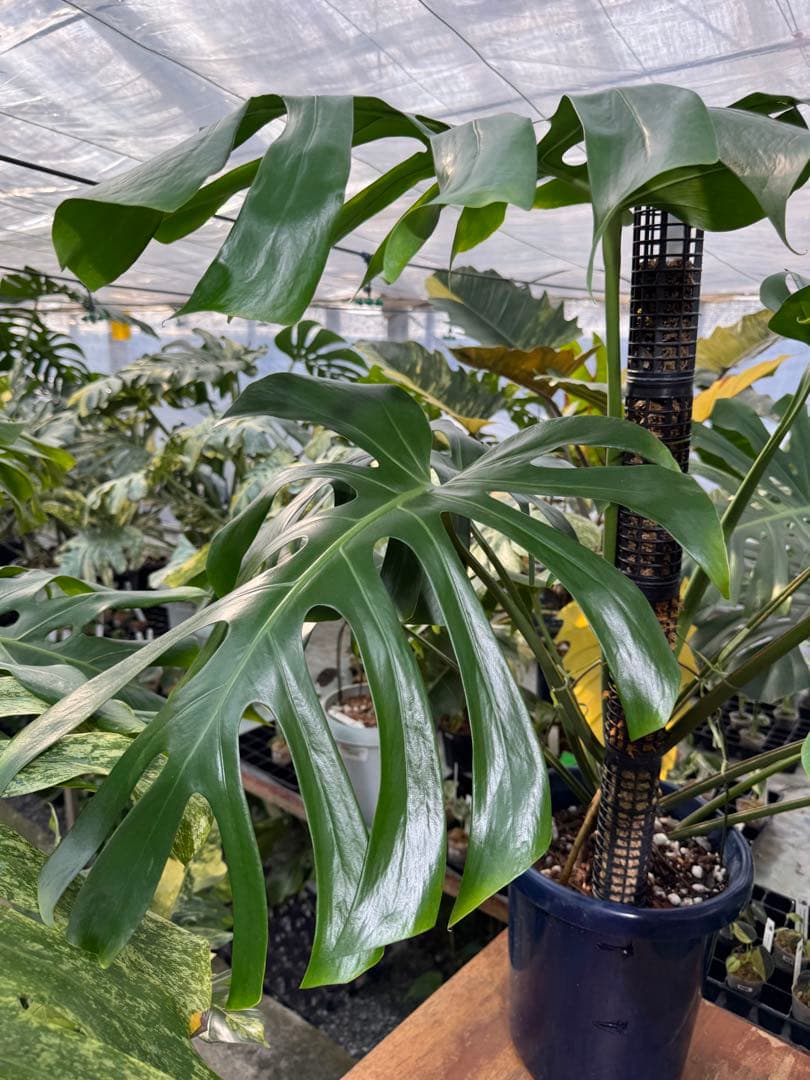 モンステラ　オリジナル　ブラジリアンフォーム　巨大株