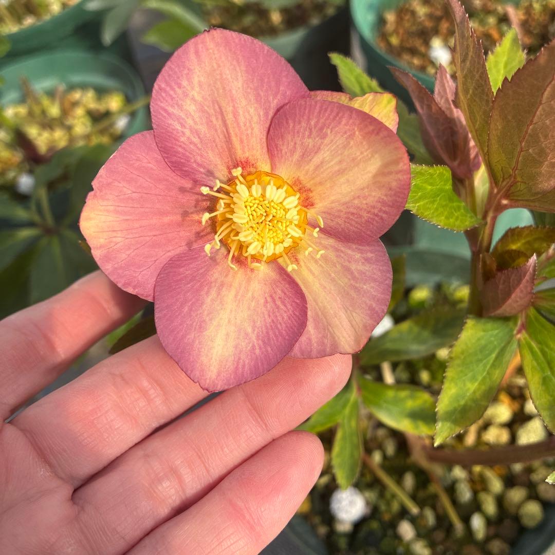 クリスマスローズ　アプリコットピンク　オーレア　6寸